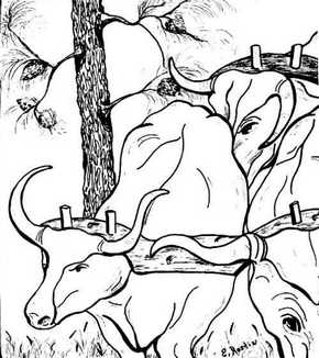 Oxen