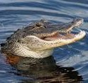 american alligator