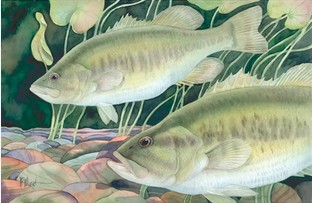 largemouth bass
