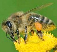 bee