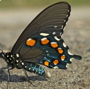 spice swallowtail