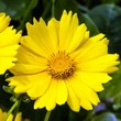 tickseed plant