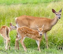 white-tailed deer