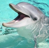 bottlenosed dolphin