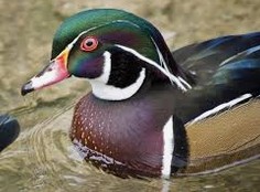 wood duck