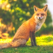 the red fox