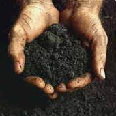 natchez silt loam