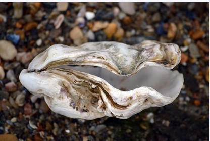 oyster shell