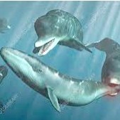 prehistoric whale