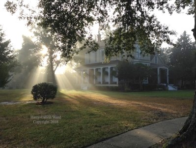 Sunrise through the trees of a private home